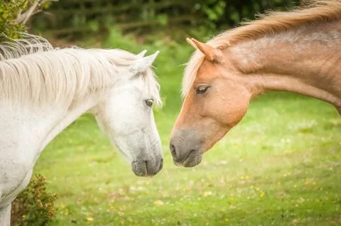 New Forest ponies Stock Photos