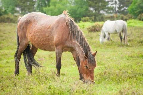 New forest ponies Foto stock