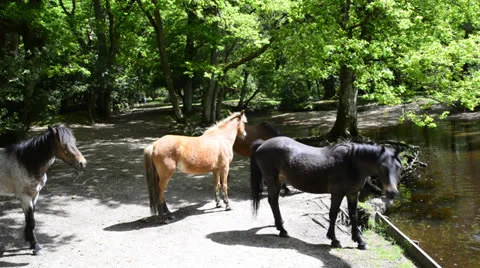 New Forest ponies at stream in forest Stock Footage 25332814