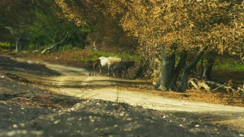 New Forest Ponies Walking Along Woodland Track in Autumn England Stock Footage 346738483
