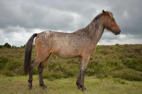 New Forest Pony In Forest Stock Photos