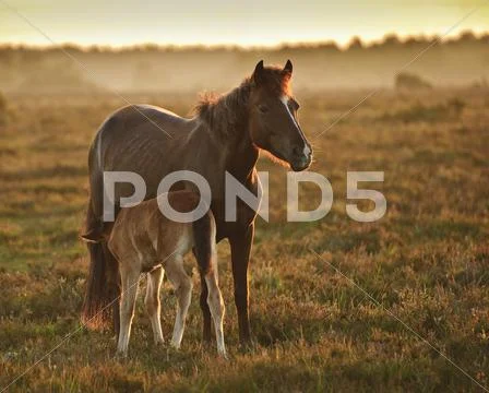 New forest pony mare and foal bathed in sunrise light in landscape with back Stock Photos
