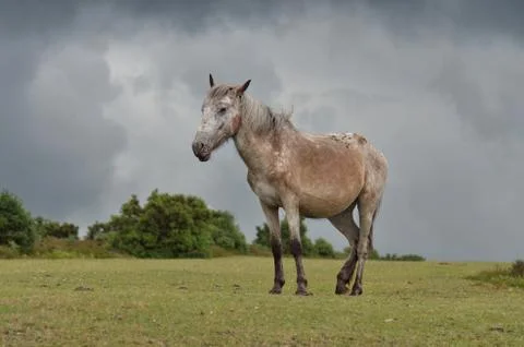 New-Forest-Pony Stock Photos