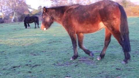 New Forest pony walking Stock Footage 231033713
