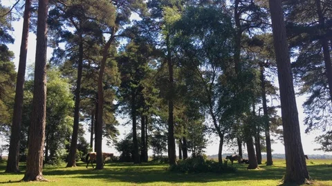 New Forest pony walks between trees, UK Stock Footage 93748199