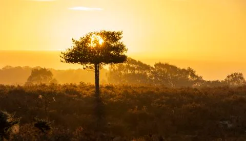 New Forest Sunrise Tree Stock Photos