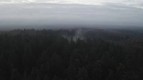 New Forest Trees 1 Stock Footage 236484094