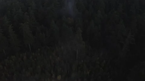 New Forest Trees 2 Stock Footage 236484073