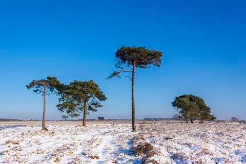 New Forest Trees in Snow Stock Photos