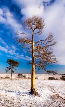 New Forest Trees in Snow Stock Photos