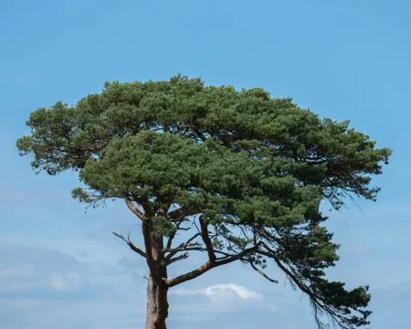 New Forest UK Stock Photos