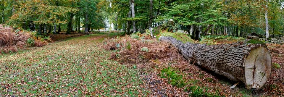 New Forest wood stack Stock Photos