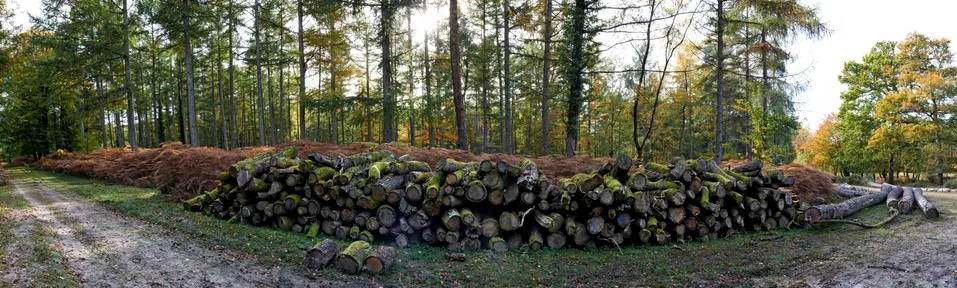 New Forest wood stack Stock Photos