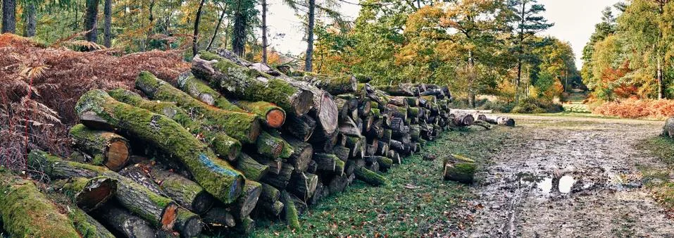 New Forest wood stack Stock Photos