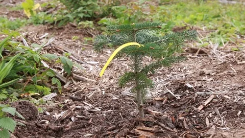 New forest - young pine just planted	 Stock Footage 124010085