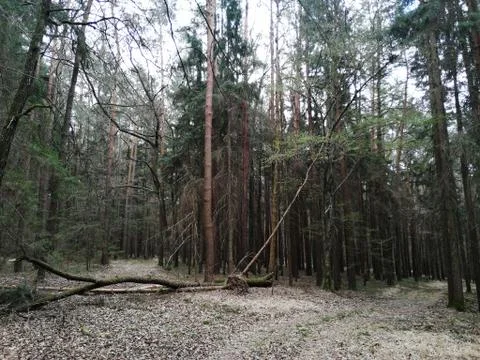 New found forest-path Stock Photos