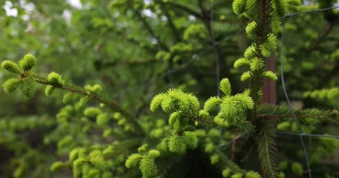 New fresh light green branches on the Christmas tree in spring Stock Footage 241917161