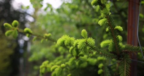 New fresh light green branches on the Christmas tree in spring Stock Footage 241917216
