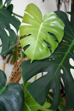 New fresh monstera leaf surrounded by older leaves, showcasing plant growth 写真素材