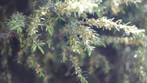 New fresh needles on a coniferous tree close-up. Conifer blossom, real time, sha Stock Footage 100199538
