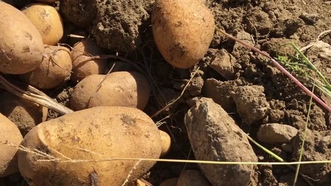 New Fresh Potatoes out of the ground Stock Footage 70973103