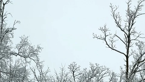 New fresh snow on branches of trees in winter scene Stock Footage 88451946