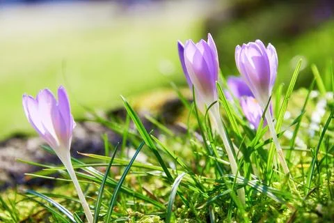 New fresh tiny purple crocus flowers growth in the grass under the spring sun Stock Photos