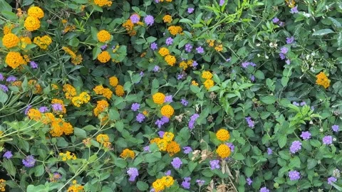 New Gold Lantana Flowers - Static Daytime View Vidéo 346931253