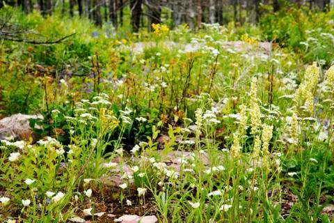 New Gorwth Stock Photos