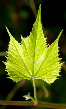 New grape leaf Stock Photos