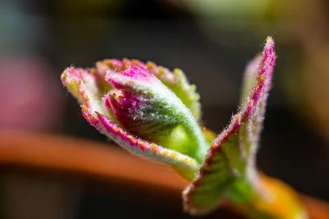 New grape leaves sprouting at the beginning of spring - macro photography Stock Photos