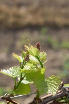 New grape plant Stock Photos