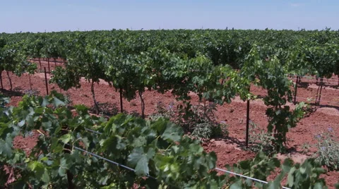 New grape vinyard in Texas Video stock 51773040