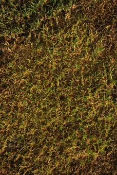 New grass background Stock Photos
