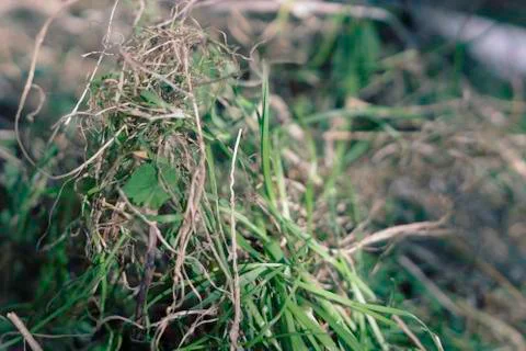 New grass germinating Stock Photos