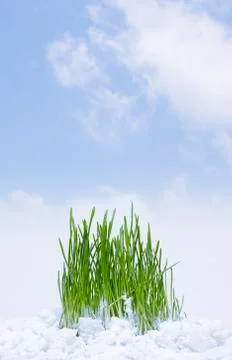 New grass 写真素材