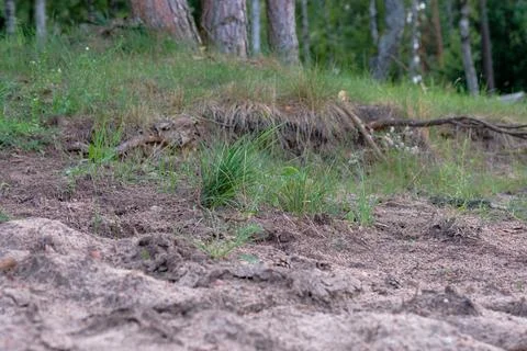 New grass sprouting in a sandy area near the forest during late summer Stock Photos