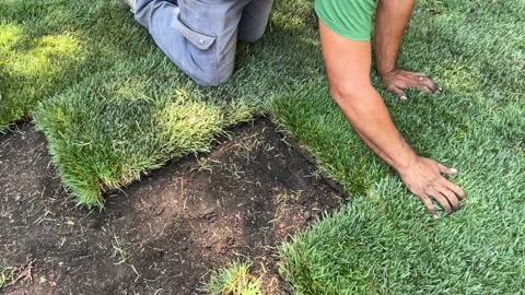 New grass turf being installed in a garden. Stock Footage 233743305