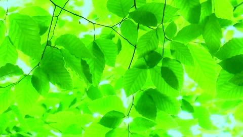 New Green Beech Trees Swaying in the Wind Video stock 332382681