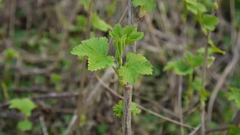New, green buds begin to sprout on blackcurrant bush. Close up Stock Footage 243536309