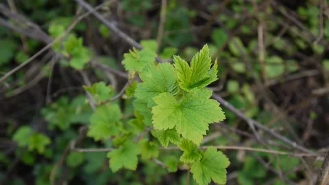 New, green buds begin to sprout on blackcurrant bush. Close up Stock Footage 243853317
