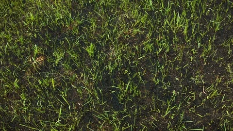New green grass from the ashes Video stock 80812268