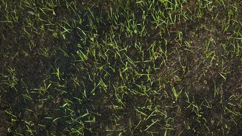 New green grass from the ashes Vidéo 80812309