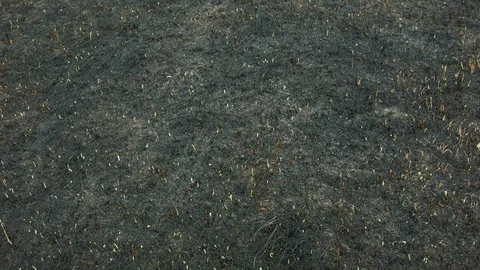 New green grass from the ashes Vídeos de archivo 80812524