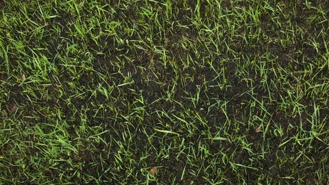 New green grass from the ashes Video stock 80813072