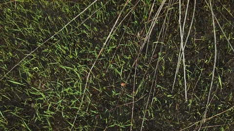 New green grass from the ashes Video stock 80814539