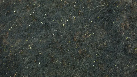 New green grass from the ashes Video stock 80815824