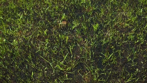 New green grass from the ashes Vídeos de archivo 80816267