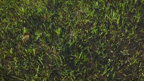 New green grass from the ashes Vídeo Stock 80816280