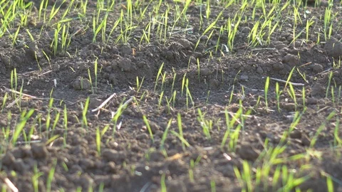 New green grass grows on the field Stock Footage 117617446
